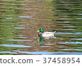 鴨子游泳在水中 37458954