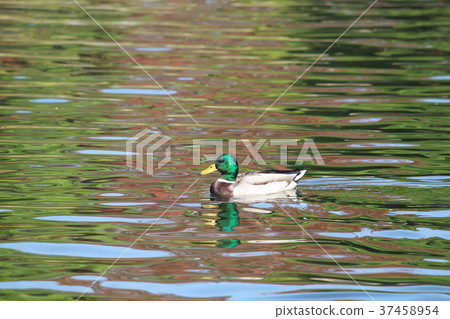 鴨子游泳在水中 鴨子游泳在水中 37458954
