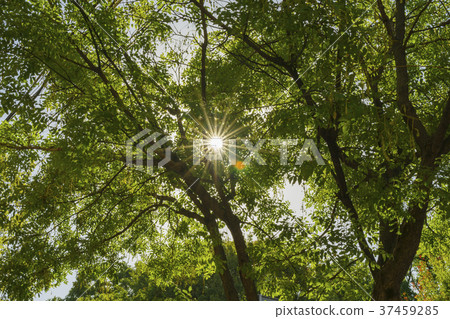 Sunlight through the forest Sunlight through the forest 37459285