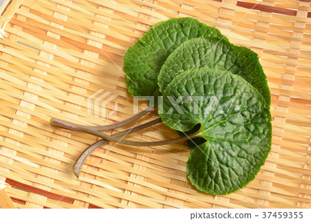 Leaf wasabi 37459355