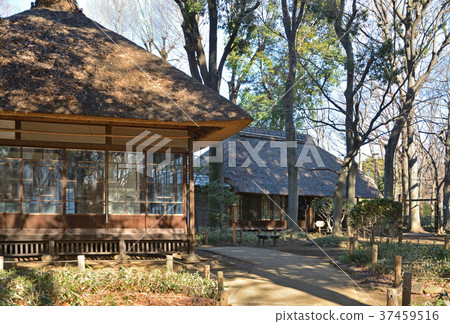 世田谷步行：Yuhana Hoshiharuen Meihana Shoya和Momaya 37459516