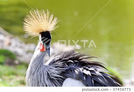Photo of an east African crowned crane near a lake 37459773