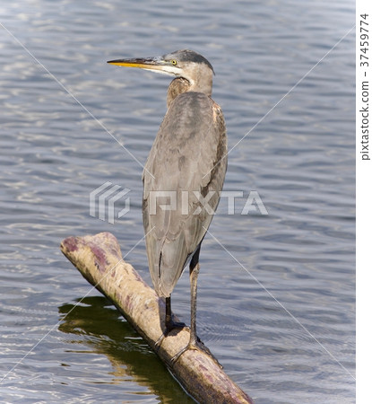 Postcard with a great blue heron standing on a log Postcard with a great blue heron standing on a log 37459774