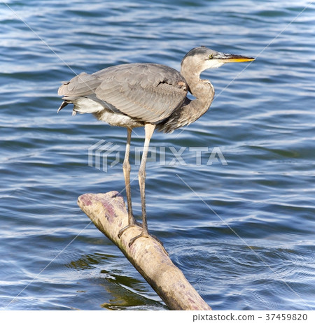 Image of a great blue heron cleaning feathers 37459820
