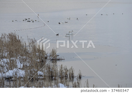 大川湖在冬天 37460347