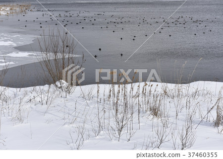 大川湖在冬天 37460355