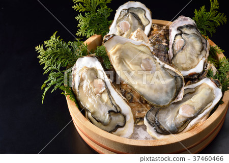 Oyster Oyster 37460466