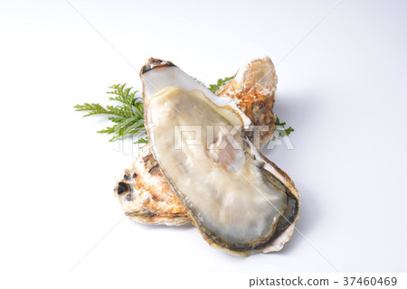 Oyster Oyster 37460469