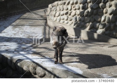 boar  37460480