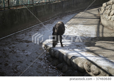boar boar 37460680