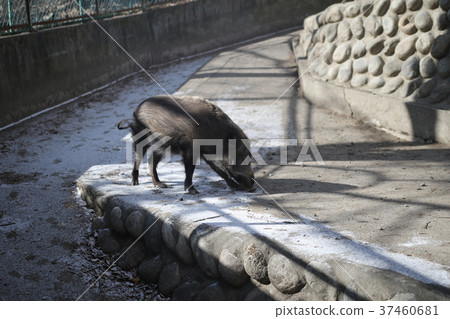 boar boar 37460681
