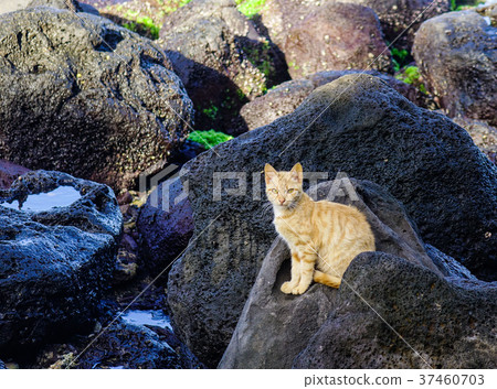 A cat sitting on black rock A cat sitting on black rock 37460703