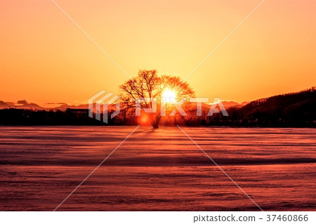 Harnile tree dyed to the setting sun Harnile tree dyed to the setting sun 37460866