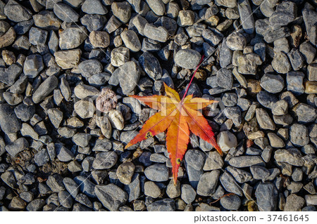 Autumn leaves in Japanese garden 37461645