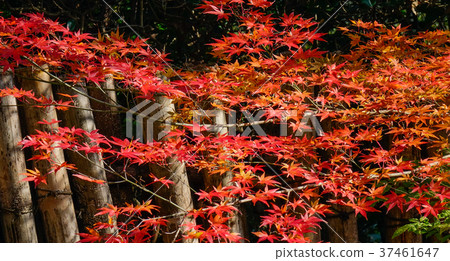 Autumn leaves in Japanese garden 37461647