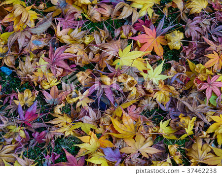 Autumn leaves in Japanese garden Autumn leaves in Japanese garden 37462238