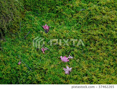 Autumn leaves in Japanese garden 37462265