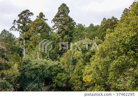 Pine tree forest in summer day 37462295