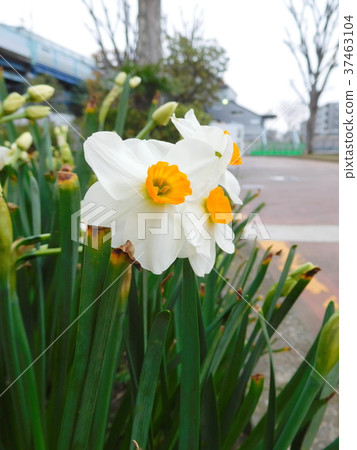 Narcissus 37463104