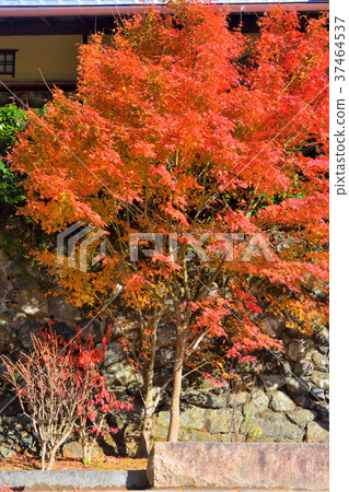 Arashiyama秋葉 37464537