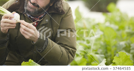 Agriculture vegetables harvest foreigner men 37464585