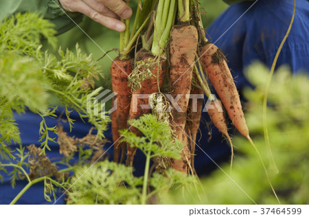 Agriculture vegetables carrot harvest Agriculture vegetables carrot harvest 37464599