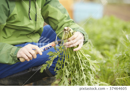 Agriculture Vegetables Vegetables Harvest Agriculture Vegetables Vegetables Harvest 37464605