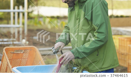 男人洗蔬菜 男人洗蔬菜 37464615