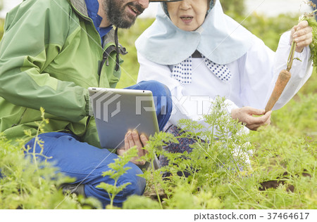 蔬菜收穫農夫和外國男性片劑 37464617