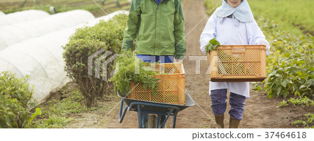農民女人和外國人 農民女人和外國人 37464618