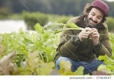 農業蔬菜收穫外國人男子 照片素材 圖片 圖庫