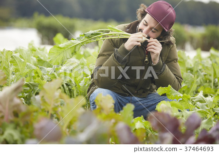 Agriculture vegetables harvest foreigner men Agriculture vegetables harvest foreigner men 37464693