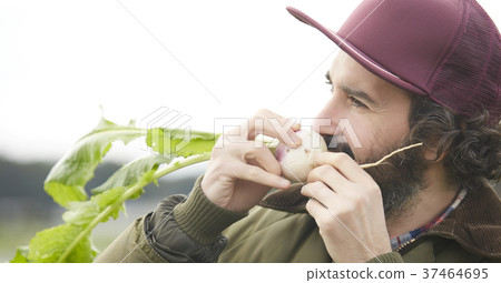 Agriculture vegetables harvest foreigner men 37464695