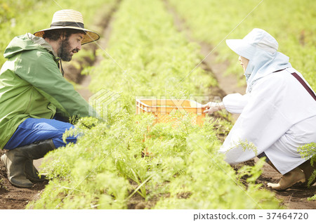 Vegetable harvest Farmer woman and foreign man Vegetable harvest Farmer woman and foreign man 37464720