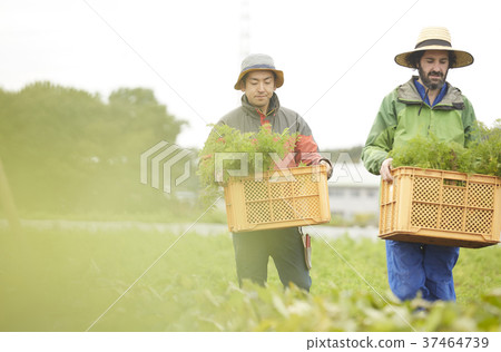Farmer man and foreign man harvest 37464739