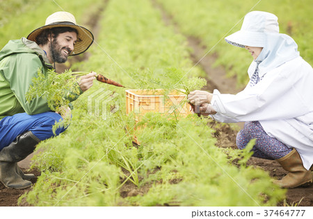 菜收穫農夫婦女和外國人 菜收穫農夫婦女和外國人 37464777