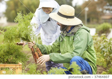 菜收穫農夫婦女和外國人 37464807