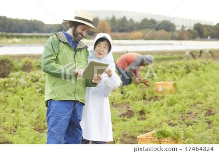 蔬菜收穫農夫和外國男性片劑 蔬菜收穫農夫和外國男性片劑 37464824