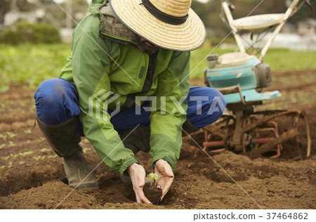 Foreign male planting seedlings 37464862