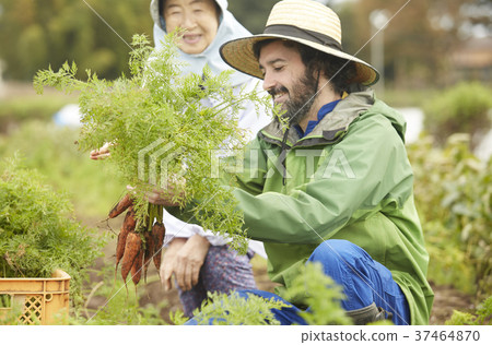 Vegetable harvest Farmer woman and foreign man 37464870