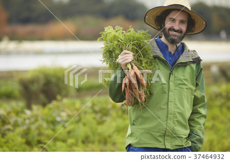 農業蔬菜收穫外國人男子 37464932