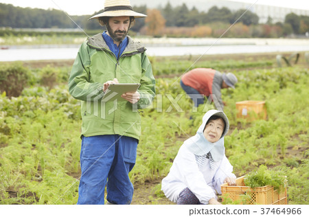 蔬菜收穫農夫和外國男性片劑 37464966