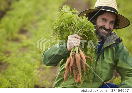 農業蔬菜收穫外國人男子 農業蔬菜收穫外國人男子 37464967