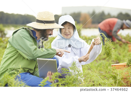 蔬菜收穫農夫和外國男性片劑 37464982