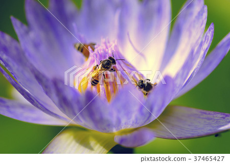 Beautiful water lily flower blooming with bees. 37465427