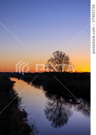 Beautiful morning glow scenery of Saitama Prefecture Minuma rice field 37465556