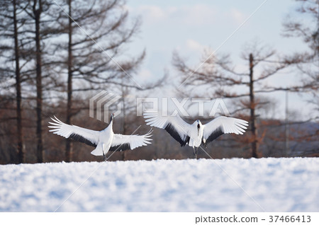 A crane that spreads its wings and lands (Hokkaido · Tsurui) 37466413