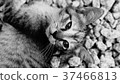 A kitten 37466813