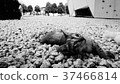 A kitten's nap 37466814