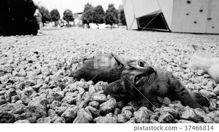 A kitten's nap A kitten's nap 37466814